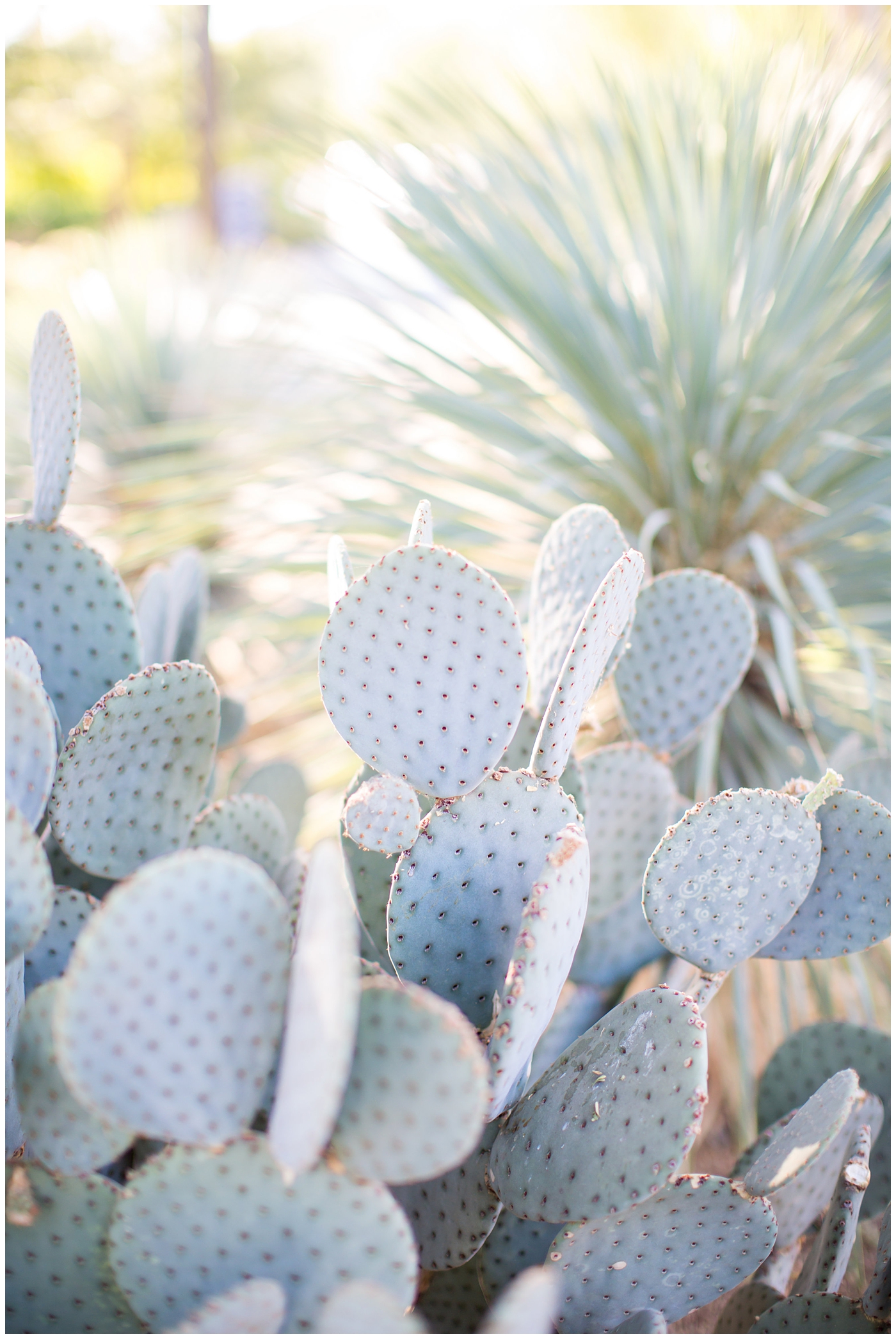 Gorgeous Arizona cactus